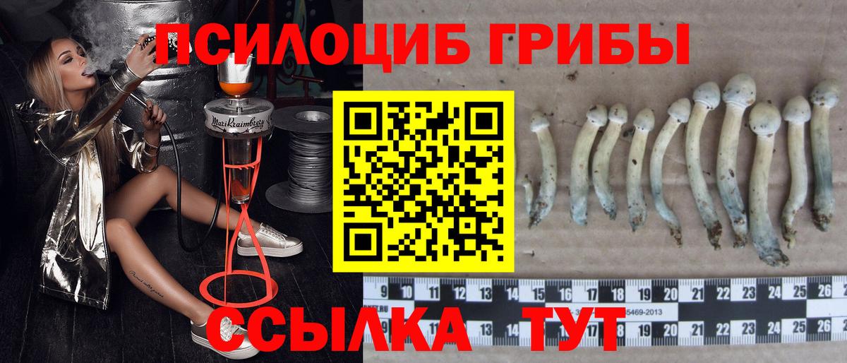 купить закладку  Вход с VPN  Луховицы  Псилоцибиновые грибы Psilocybine cubensis 